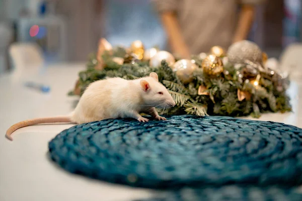 Domesticated White Rat Year Rat — Stock Photo, Image