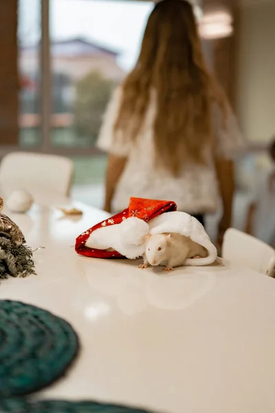 Домашняя Белая Крыса Год Крысы — стоковое фото