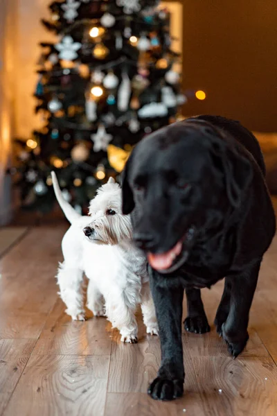 Atmosfera Ano Novo Casa Árvore Natal Cães — Fotografia de Stock