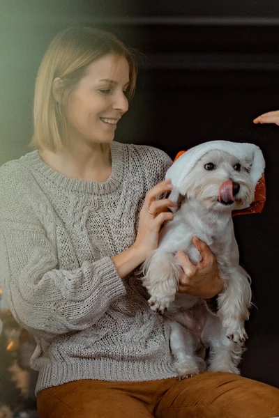 Ambiente Año Nuevo Casa Árbol Navidad Perros —  Fotos de Stock