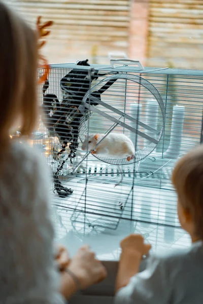 Barn Nära Julgranen Bror Och Syster Leker Med Tam Råtta — Stockfoto