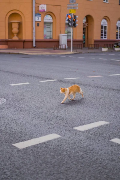 Ginger Cat Crosses Road City — Stock Photo, Image
