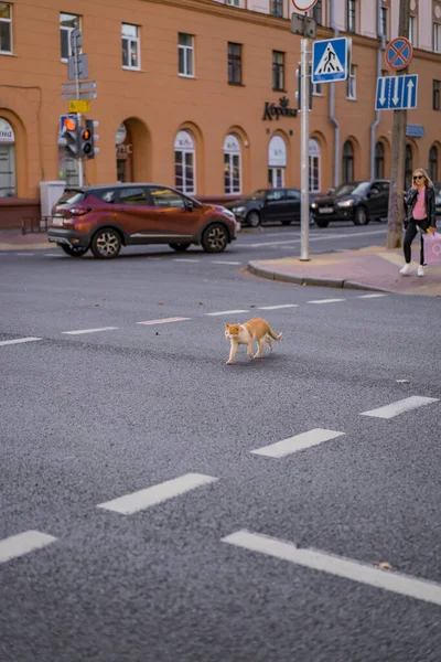 Рыжая Кошка Переходит Дорогу Городе — стоковое фото