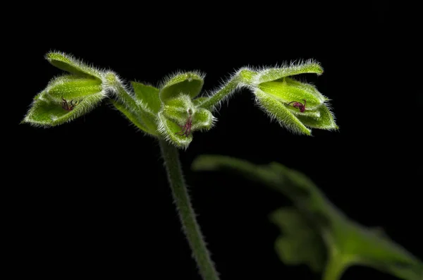 Închiderea Vaselor Semințe Geraniu Pelargonium Roseum Planta Arată Dragon Trei fotografii de stoc fără drepturi de autor