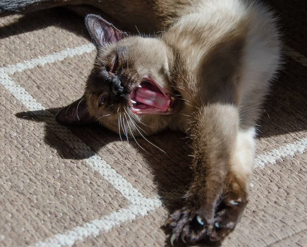 Pisica Siameză Căscă Întinde Covorul Acasă Imagini stoc fără drepturi de autor