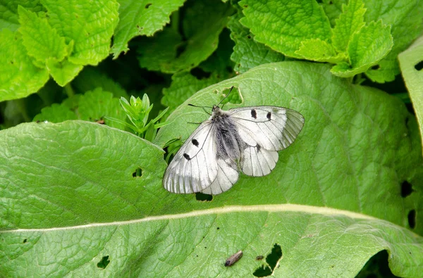 Бабочка Pieris Brassicae Имеет Черные Пятна Крыльях — стоковое фото