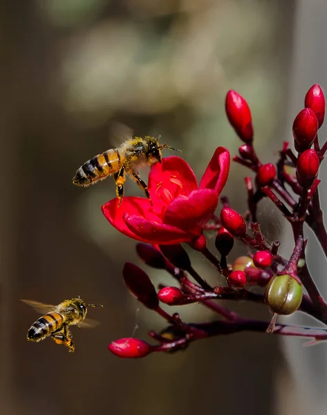 Два Бджоли Літають Над Червоною Квіткою Ліцензійні Стокові Фото