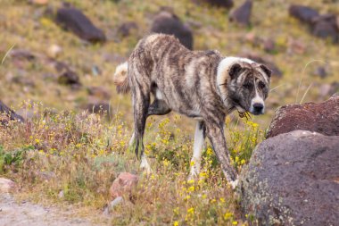 Heyran, Gilan, İran yakınlarında bir it çobanı köpeği.