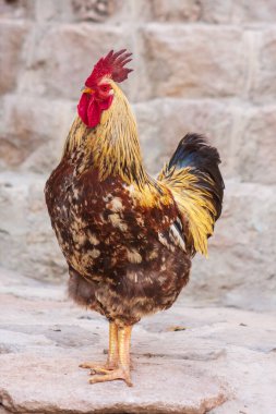 Horoz ya da Tavuk portresi