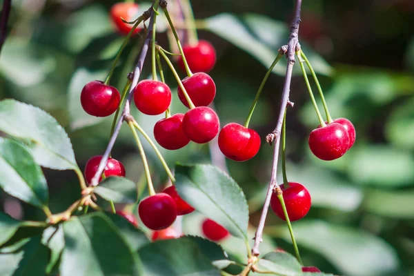 Kiraz ağacının dalında kirazlar.