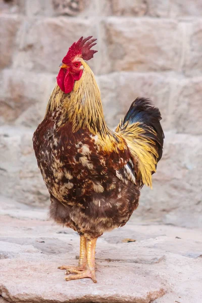 Horoz ya da Tavuk portresi