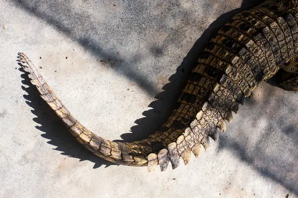 Der Schwanz Eines Krokodils — Stockfoto