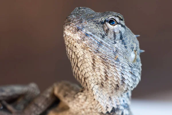 Macro Close Calotes Lagarto Jardim Oriental — Fotografia de Stock