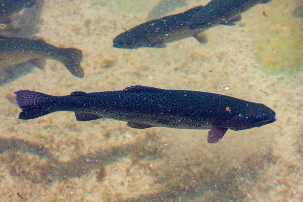 Nehirde alabalıklar