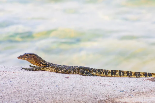 Piccolo Monitor Nuvoloso Una Roccia — Foto Stock