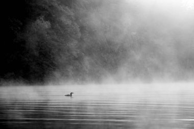 Misty morning in Bon Echo	with a Loon on the lake clipart
