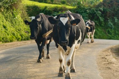 Portekiz, Azores 'deki Sao Miguel Adası' nda inekler sokakta.