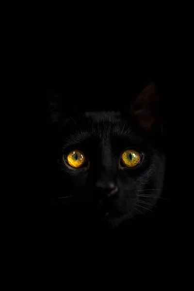 Μια Μαύρη Γάτα Κίτρινα Μάτια Κοιτάζει Κατάματα — Φωτογραφία Αρχείου