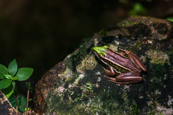 岩の上の緑のカエル — ストック写真