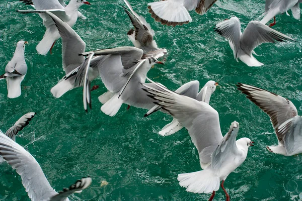 Gaivotas Pássaros Voando Sobre Água — Fotografia de Stock