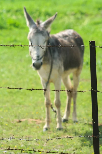 Burro Solitário Atrás Arames Farpados — Fotografia de Stock