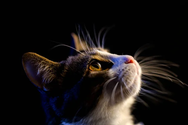 Tabby Cat Looks Black Background — Stock Photo, Image