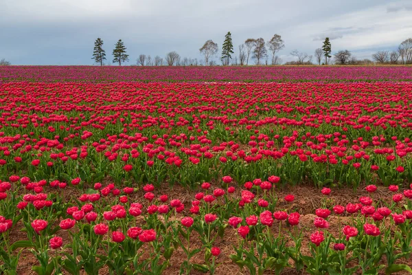 Mooie Levendige Lente Achtergrond Van Rode Magenta Bloemen Een Tulp — Stockfoto
