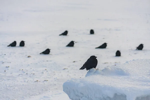 Cuervos Encaramados Sentados Mar Congelado Charlottetown Isla Príncipe Eduardo Canadá — Foto de Stock