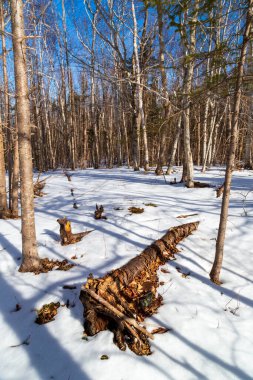 Sıcak bir kış ormanında soğuk karlı zeminde yatan kırık ve çürümüş ağaç.