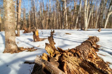 Kırık bir ağaç, kışın karla kaplı parkın ortasında çürüyor.