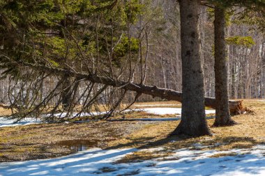 Parktaki her zaman yeşil olan bir ağacın bahar manzarası.