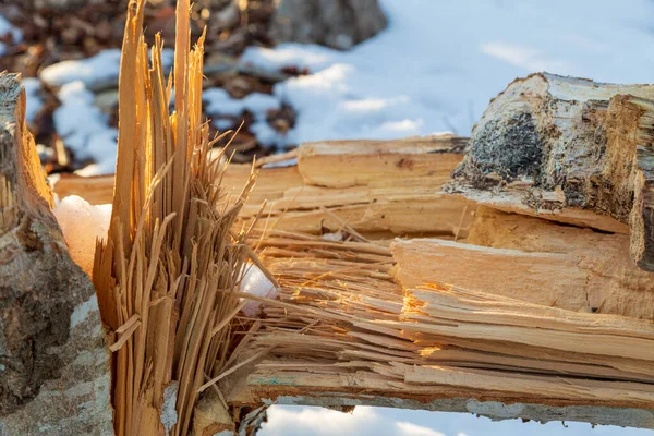 Close Fallen Broken Tree Winter — Stock Photo, Image