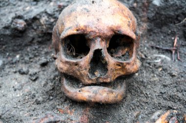 Arkeolojik kazı hala yarısı toprağa gömülü kafatası ile. Kafatasının sol dişleri var