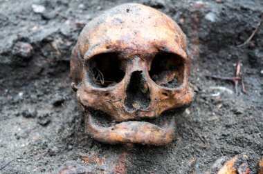Arkeolojik kazı hala yarısı toprağa gömülü kafatası ile. Kafatasının sol dişleri var
