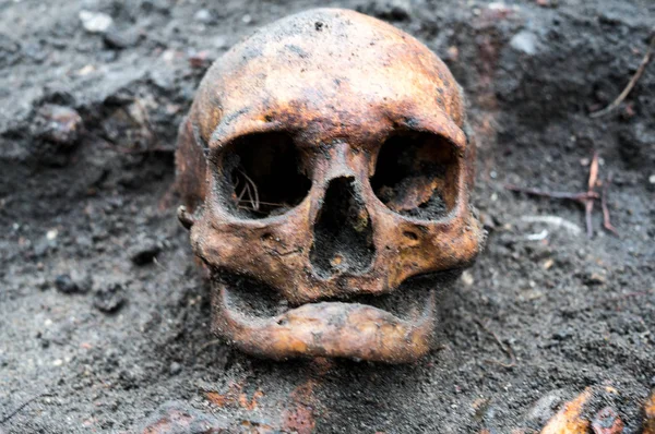 まだ半分は地中に埋設された頭蓋骨を発掘 頭蓋骨ある歯を左 — ストック写真
