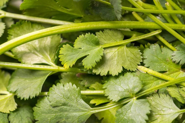 Organic Green Parsley Ripe Healthy Close — Stock Photo, Image