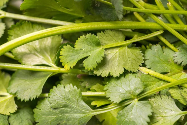 Prezzemolo Verde Biologico Maturo Sano Vicino — Foto Stock