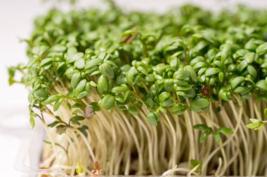 Beyaz arka plan üzerinde izole organik canlı yeşil tere