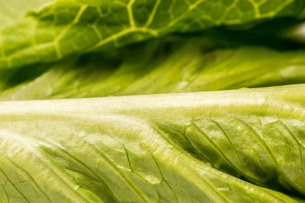 Nahaufnahme Von Bio Grünem Blattsalat — Stockfoto