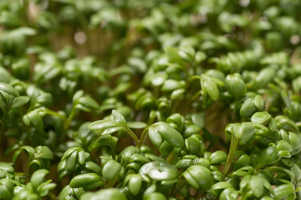 Crescione Verde Vibrante Organico Vicino Sfondo — Foto Stock