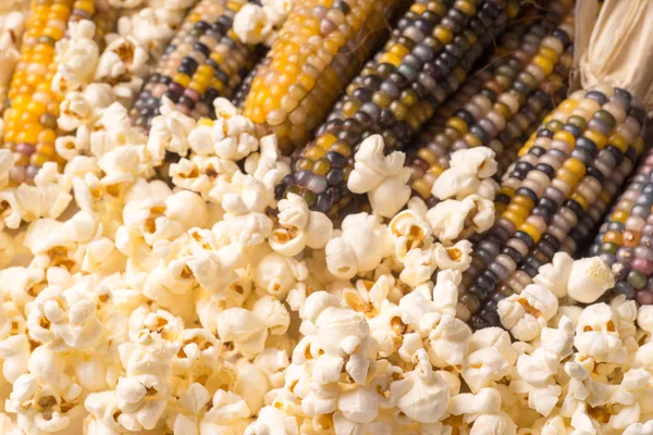 Bouquet Maïs Bio Séché Multicolore Sur Épi Prêt Pop Corn — Photo