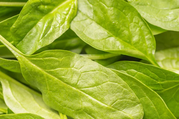 Primo Piano Foglie Spinaci Del Bambino Croccanti Organici — Foto Stock