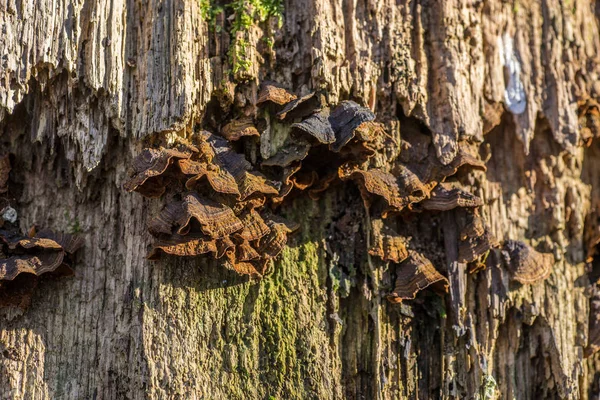 Close Old Tree Trunk Wild Grown Mushrooms — Stock Photo, Image