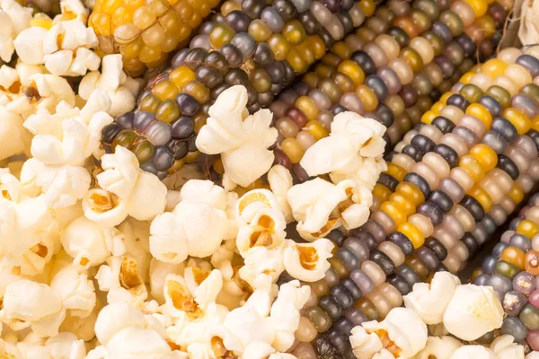 Bunch Organic Dried Multicolored Corn Cob Ready Pop Popcorn Make — Stock Photo, Image