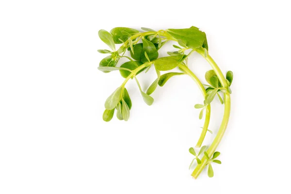 Organic Healthy Green Purslane Isolated White Background — Stock Photo, Image