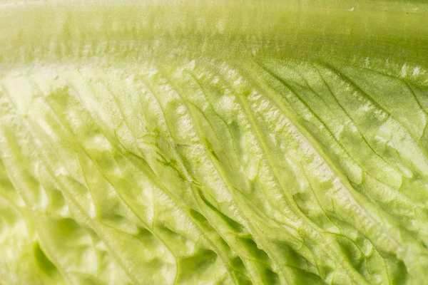 Leaf Lettuce Close Background — Stock Photo, Image