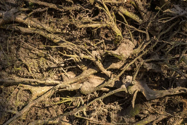 Primer Plano Las Viejas Raíces Erosionadas Los Árboles Suelo Del — Foto de Stock