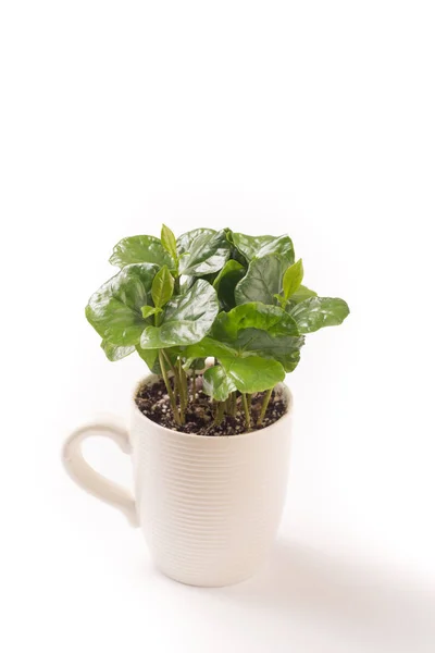 Izolované Rostliny Bílé Malé Kávy Šálku — Stock fotografie