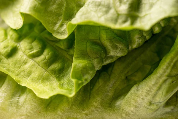 Primo Piano Foglie Lattuga Croccanti Organiche — Foto Stock