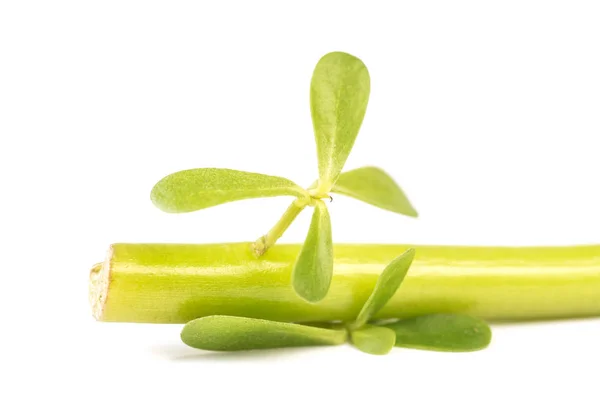 Organic Healthy Green Purslane Isolated White Background — Stock Photo, Image